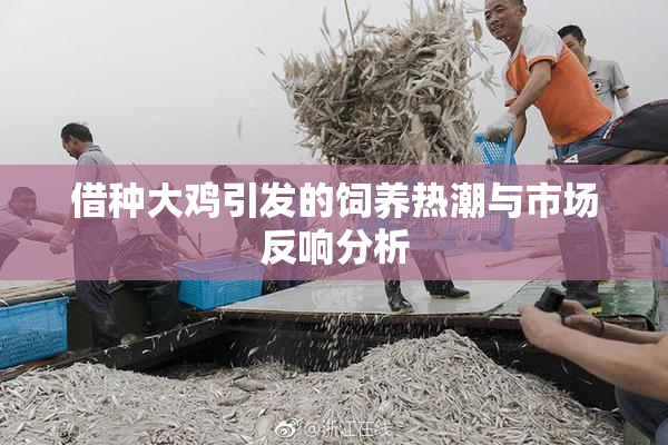 借种大鸡引发的饲养热潮与市场反响分析