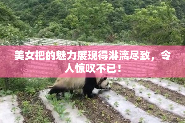 美女把的魅力展现得淋漓尽致，令人惊叹不已！