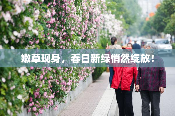 嫩草现身，春日新绿悄然绽放！