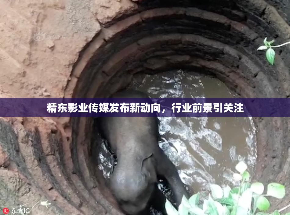 精东影业传媒发布新动向，行业前景引关注
