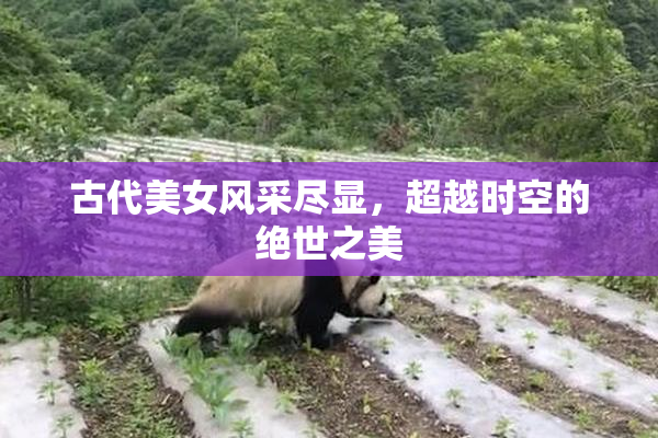 古代美女风采尽显，超越时空的绝世之美