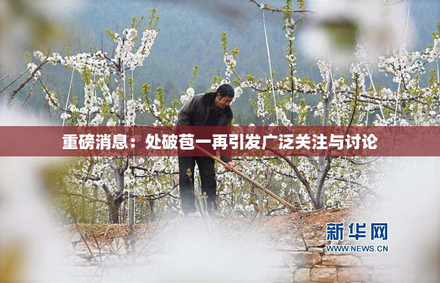 重磅消息：处破苞一再引发广泛关注与讨论