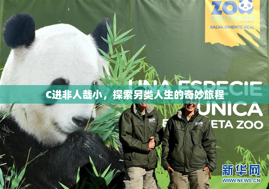 C进非人哉小，探索另类人生的奇妙旅程