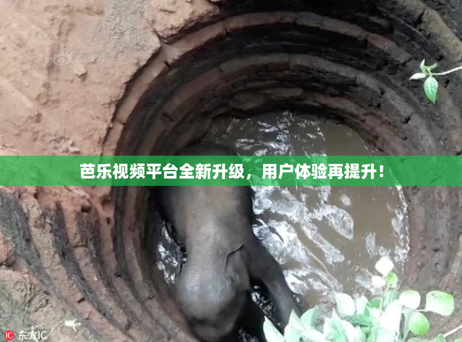 芭乐视频平台全新升级，用户体验再提升！