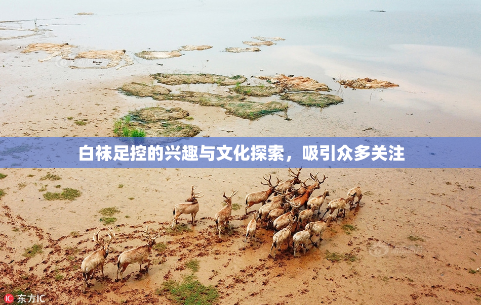 白袜足控的兴趣与文化探索，吸引众多关注
