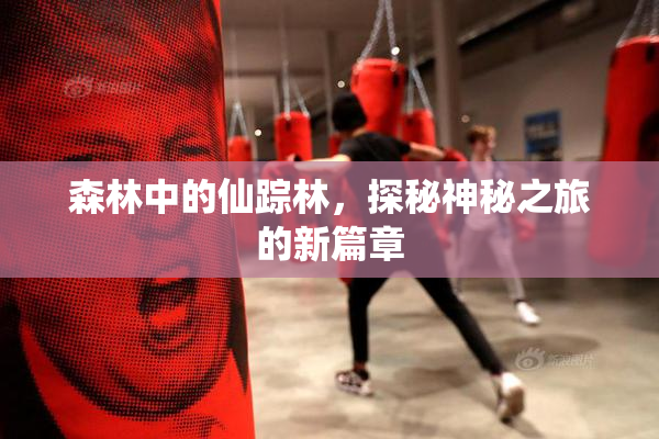 森林中的仙踪林，探秘神秘之旅的新篇章