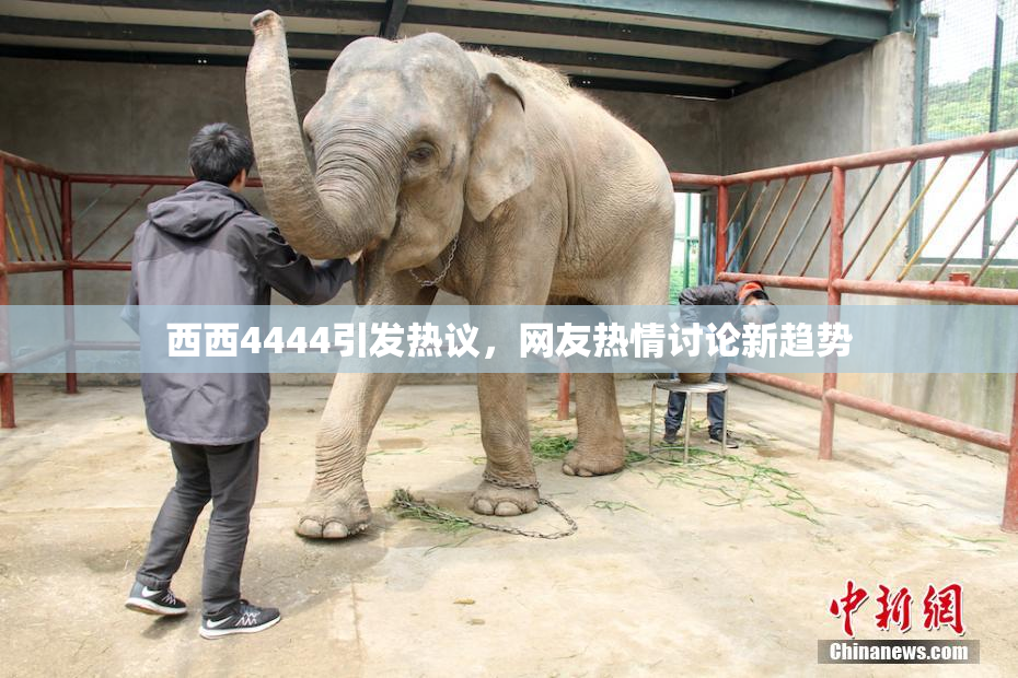 西西4444引发热议，网友热情讨论新趋势