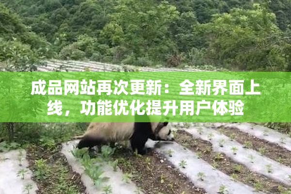 成品网站再次更新：全新界面上线，功能优化提升用户体验