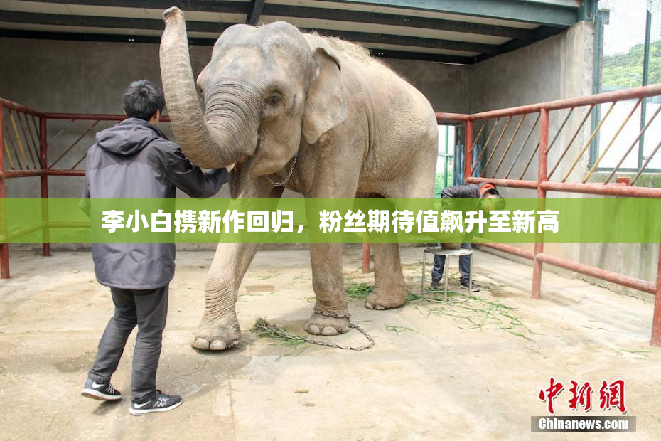 李小白携新作回归，粉丝期待值飙升至新高