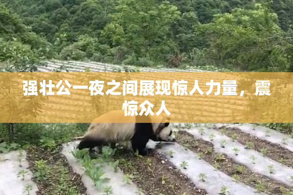 强壮公一夜之间展现惊人力量，震惊众人