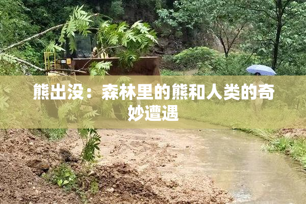 熊出没：森林里的熊和人类的奇妙遭遇