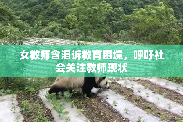 女教师含泪诉教育困境，呼吁社会关注教师现状