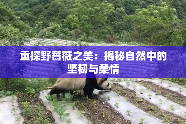 重探野蔷薇之美：揭秘自然中的坚韧与柔情