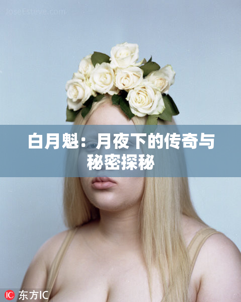 白月魁：月夜下的传奇与秘密探秘