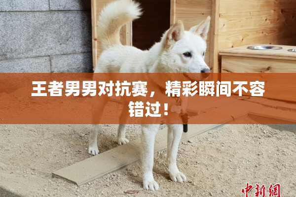 王者男男对抗赛，精彩瞬间不容错过！