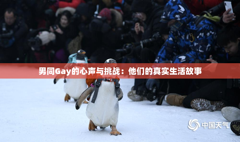 男同Gay的心声与挑战：他们的真实生活故事