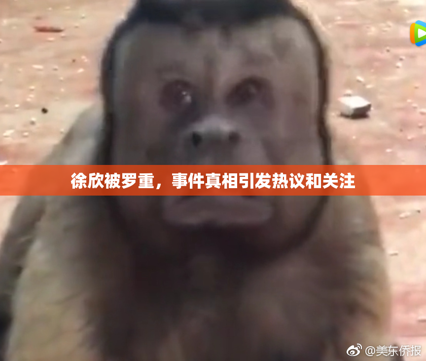 徐欣被罗重，事件真相引发热议和关注