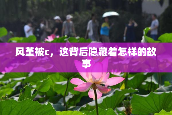 风堇被c，这背后隐藏着怎样的故事