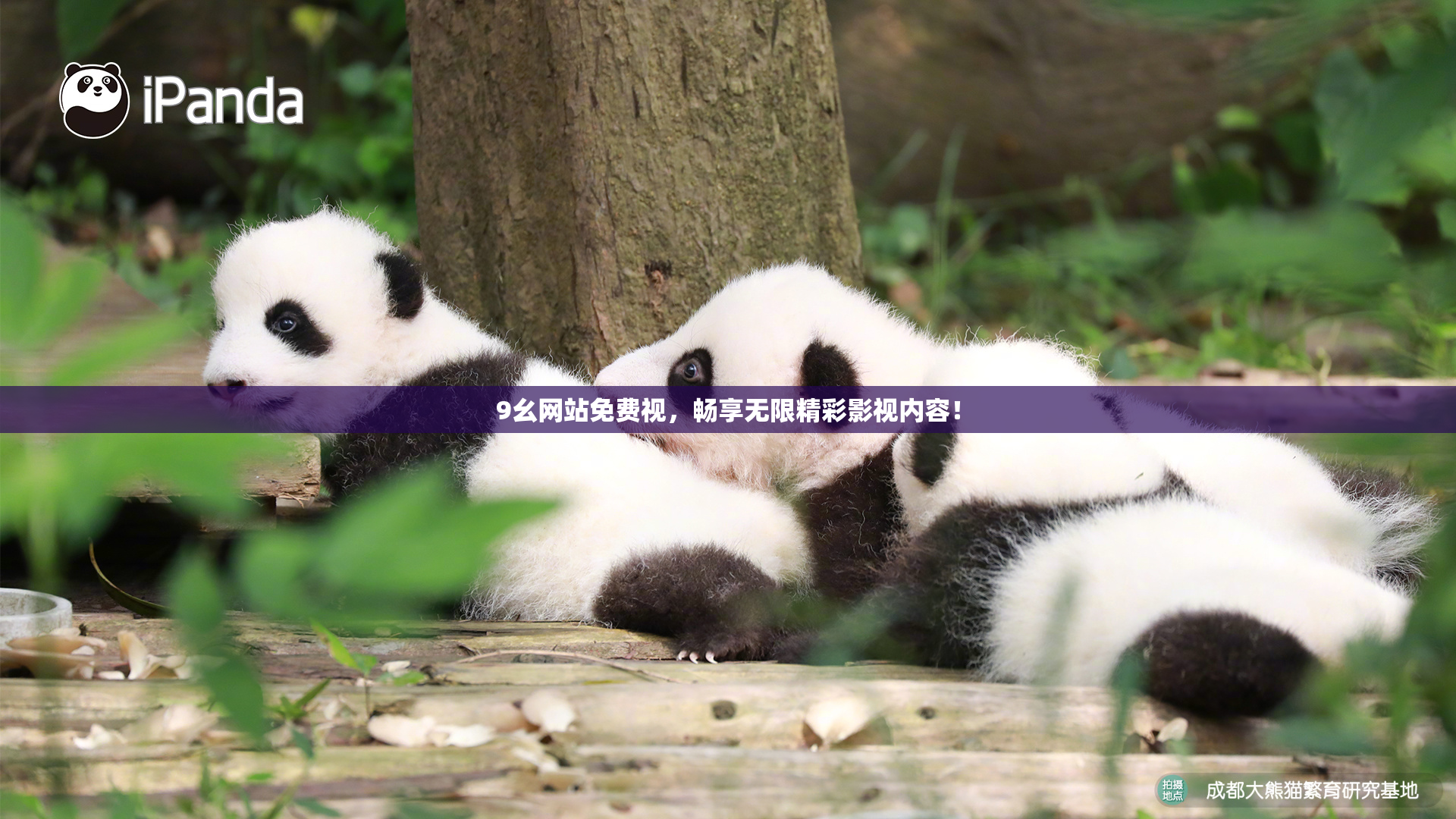 9幺网站免费视，畅享无限精彩影视内容！