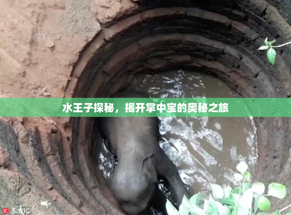 水王子探秘，揭开掌中宝的奥秘之旅