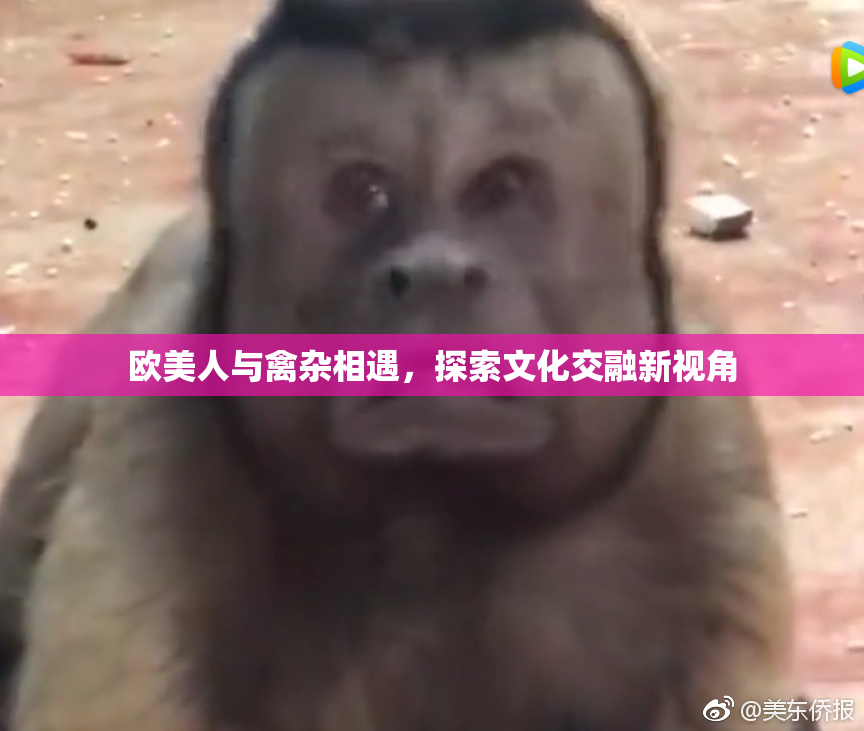 欧美人与禽杂相遇，探索文化交融新视角