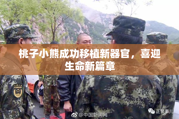 桃子小熊成功移植新器官，喜迎生命新篇章