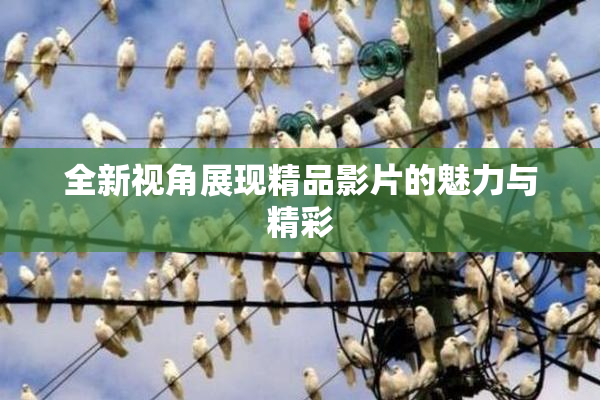 全新视角展现精品影片的魅力与精彩