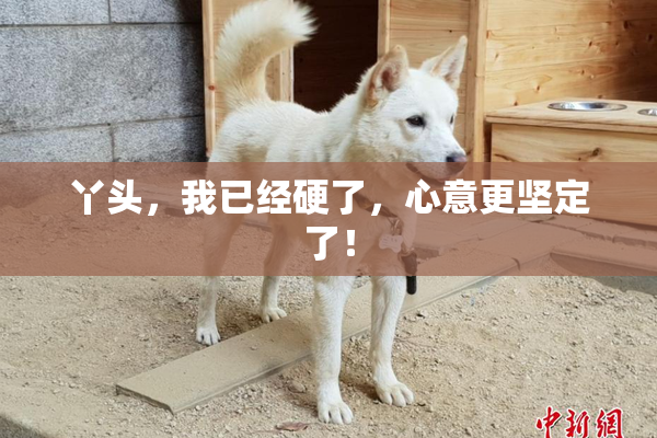丫头，我已经硬了，心意更坚定了！