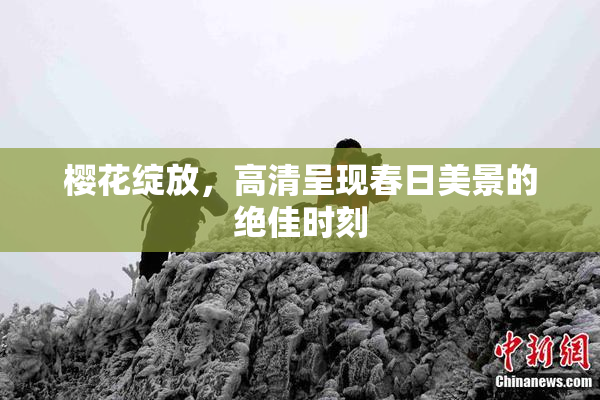 樱花绽放，高清呈现春日美景的绝佳时刻