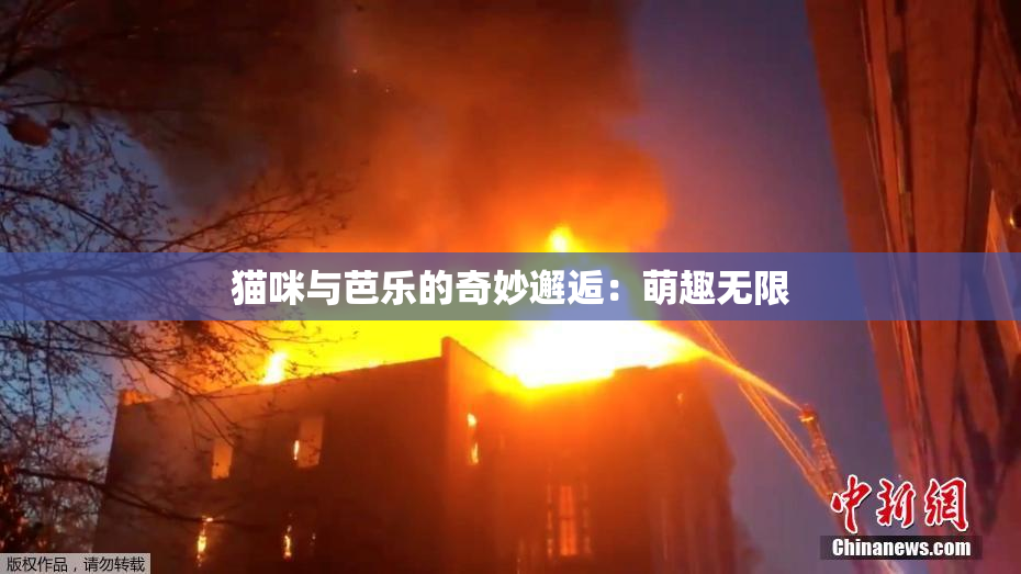 猫咪与芭乐的奇妙邂逅：萌趣无限
