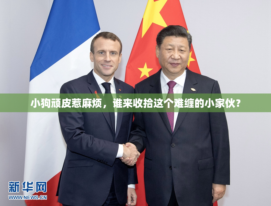 小狗顽皮惹麻烦，谁来收拾这个难缠的小家伙？