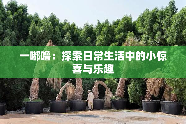 一嘟噜：探索日常生活中的小惊喜与乐趣