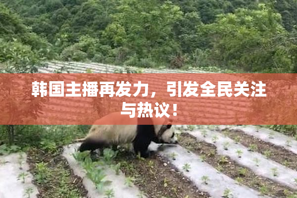 韩国主播再发力，引发全民关注与热议！