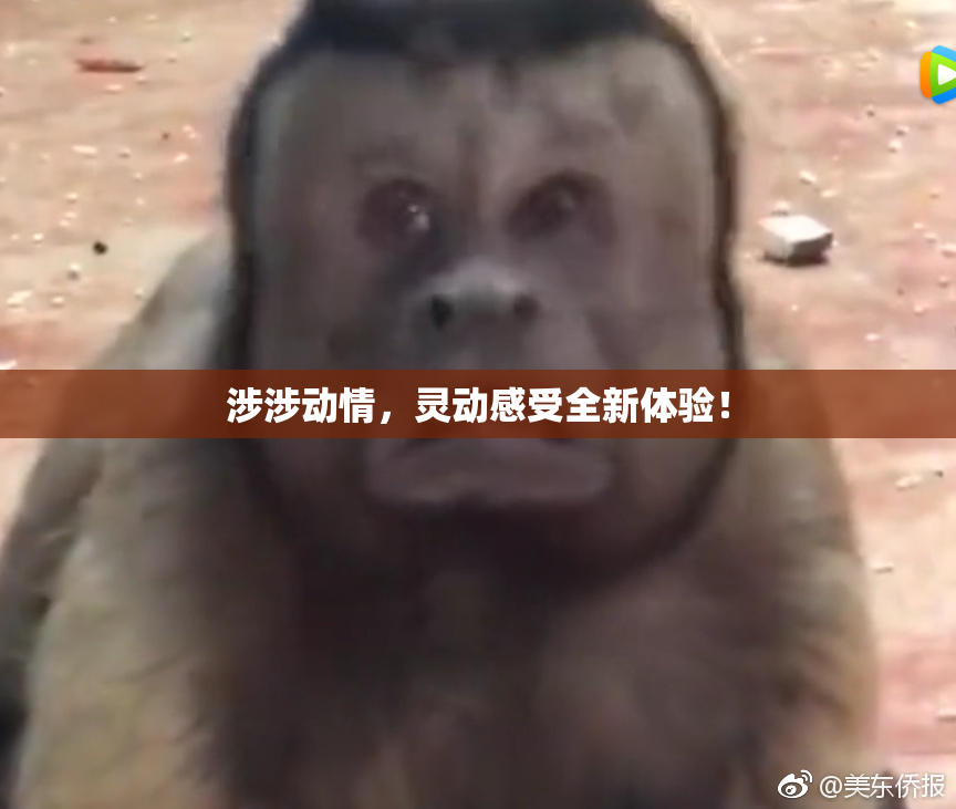 涉涉动情，灵动感受全新体验！