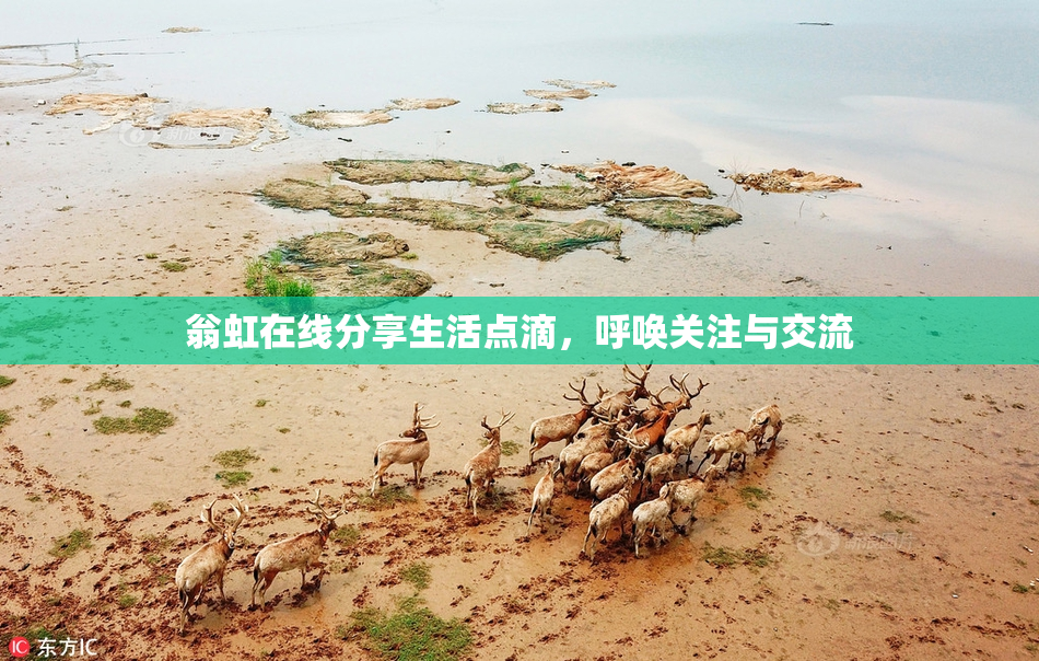 翁虹在线分享生活点滴，呼唤关注与交流