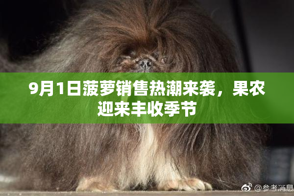 9月1日菠萝销售热潮来袭，果农迎来丰收季节
