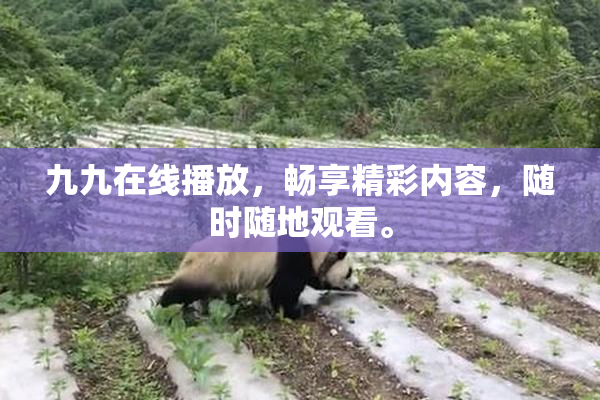 九九在线播放，畅享精彩内容，随时随地观看。