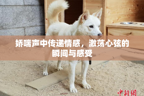 娇喘声中传递情感，激荡心弦的瞬间与感受