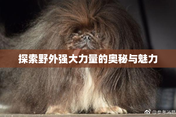 探索野外强大力量的奥秘与魅力