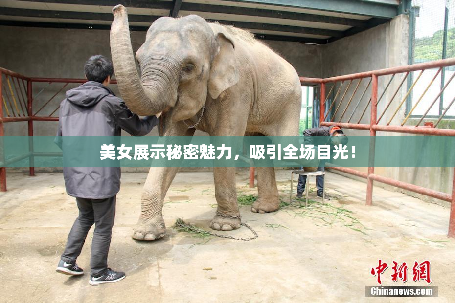 美女展示秘密魅力，吸引全场目光！