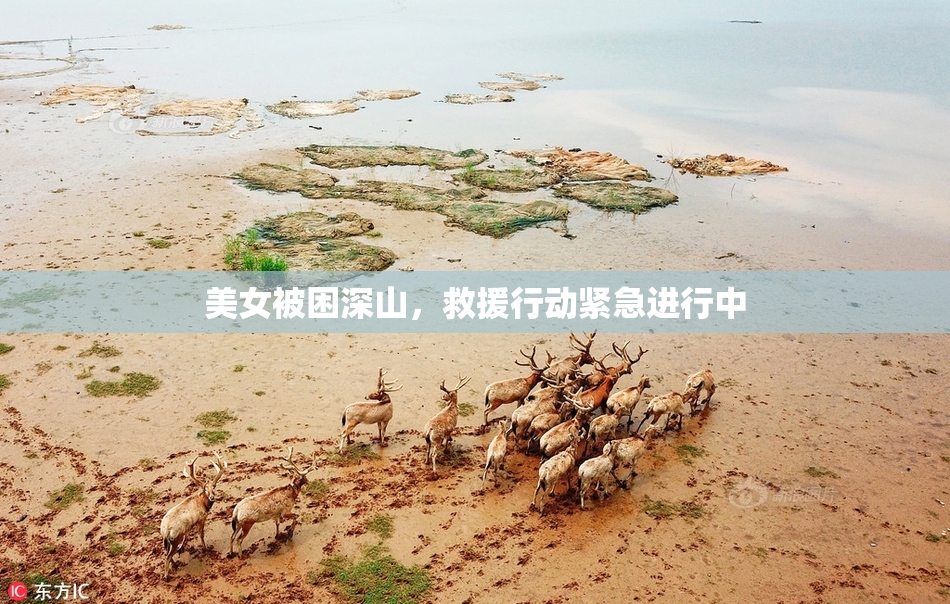 美女被困深山，救援行动紧急进行中