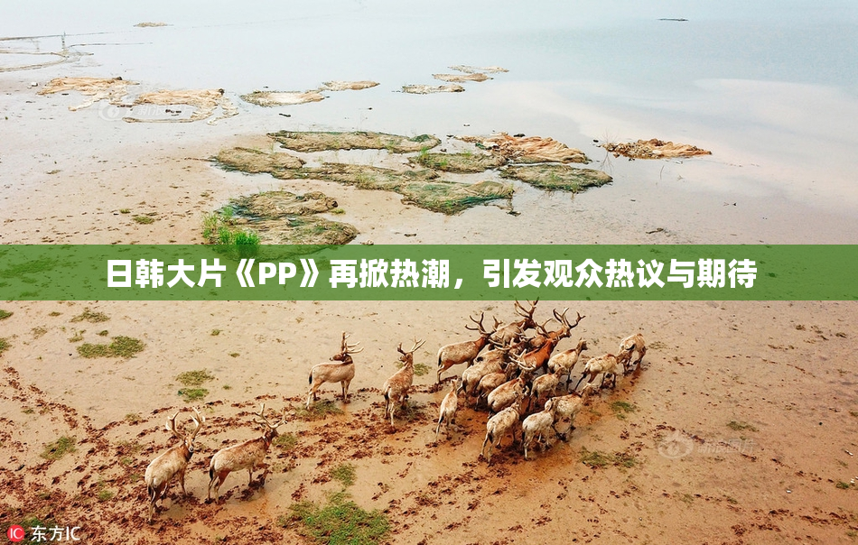 日韩大片《PP》再掀热潮，引发观众热议与期待