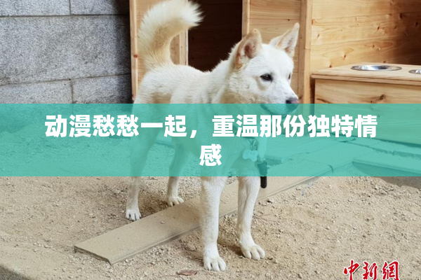 动漫愁愁一起，重温那份独特情感