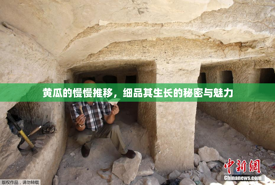 黄瓜的慢慢推移，细品其生长的秘密与魅力
