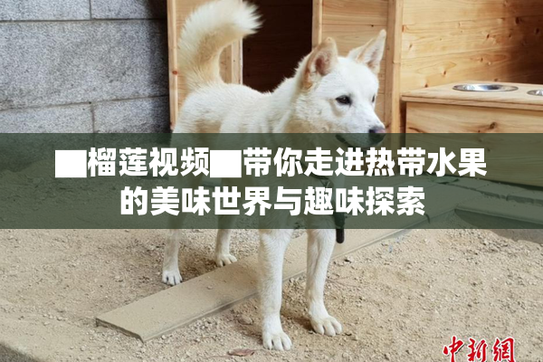▇榴莲视频▇带你走进热带水果的美味世界与趣味探索