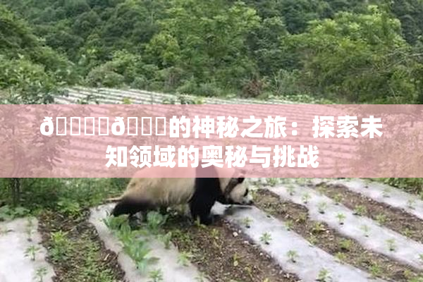 🔞‌🍌的神秘之旅：探索未知领域的奥秘与挑战