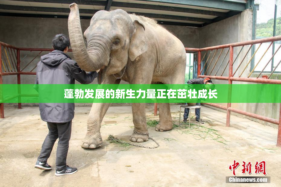 蓬勃发展的新生力量正在茁壮成长