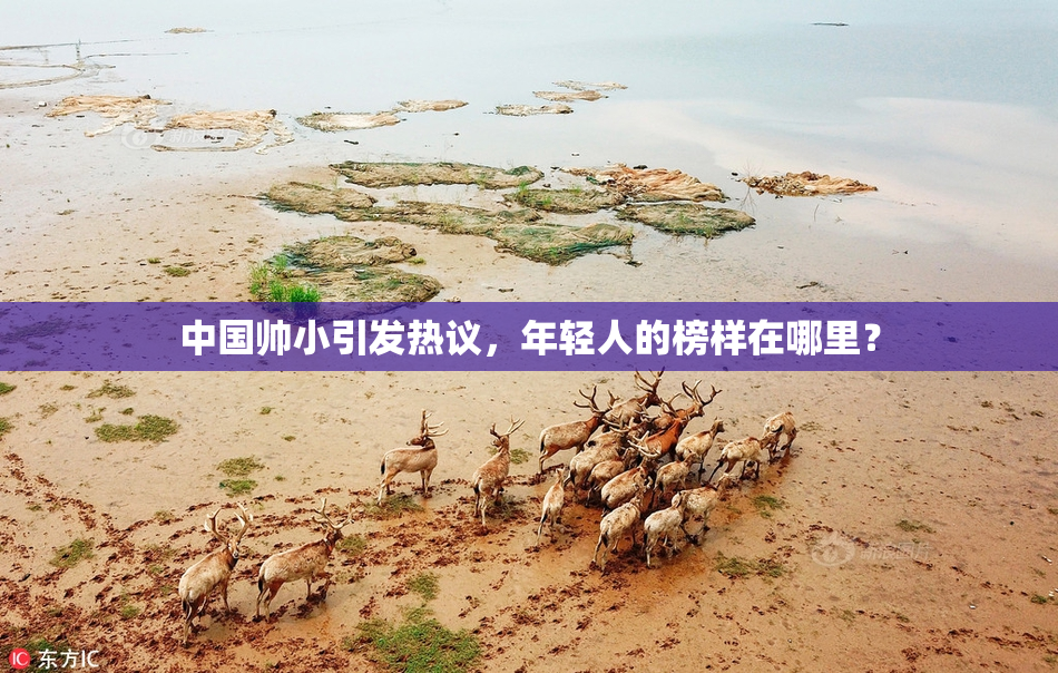 中国帅小引发热议，年轻人的榜样在哪里？