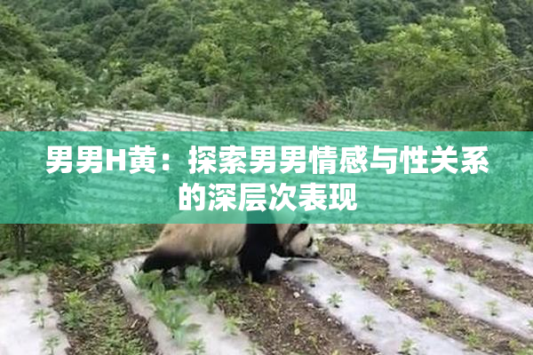 男男H黄：探索男男情感与性关系的深层次表现