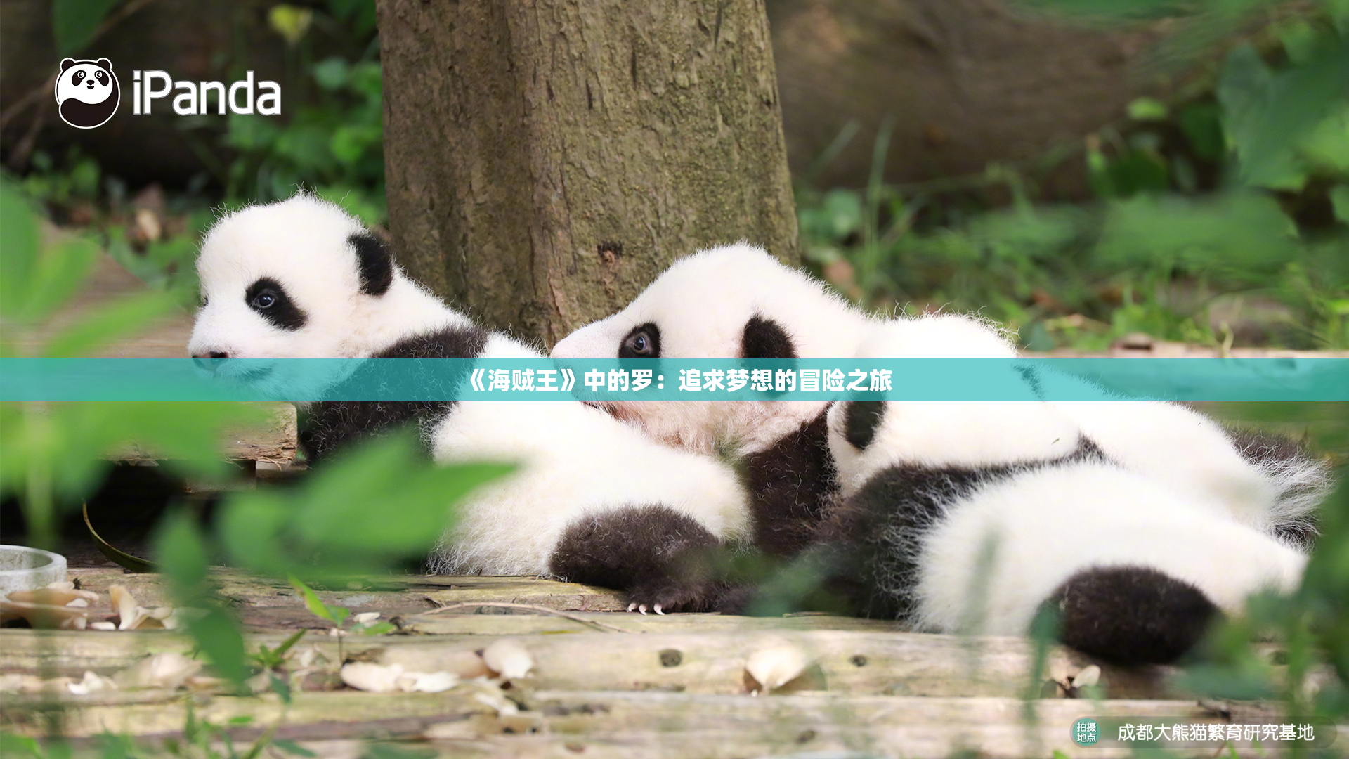《海贼王》中的罗：追求梦想的冒险之旅